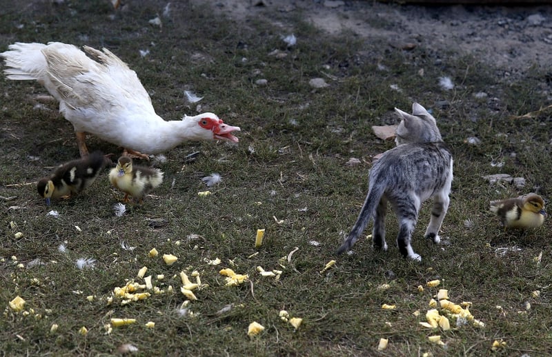 Intense Confrontations